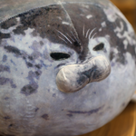 Squishy Seal Pillow