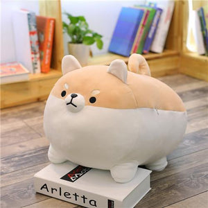 Chubby Angry Shiba